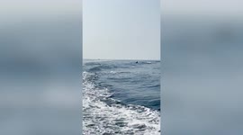 High-flying bottlenose dolphins swim with tourist boat in California