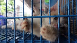 Dozens of pets locked in cages die as animal market reopens in Bangladesh