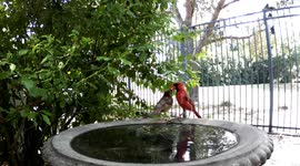 Kiss of the Cardinals in the Birdbath  - A male cardinal delivers a special gift to his mate