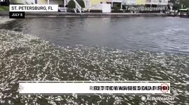 Expert explains how weather impacts the spread of red tide