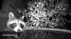 Sneaky raccoon drinks water from bird bath in Florida