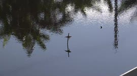 A small bird catches a fish for breakfast on a tranquil pond.