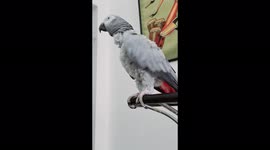 This intelligent African Grey Parrot (known as TiktokParrot) hates sudden noises & starts swearing.