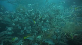 The sea full of many different types of fish in the Gulf of Thailand