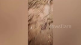 Construction worker catches four snakes in a pit while digging hole for site
