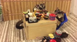 Two sugars please! Two sugar gliders sit down for tea at miniature dining set