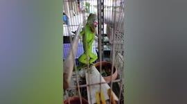 Iguana does squats after shopkeeper shows it off to customer