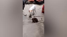 Curious cat appears to referee fight between two huge rats in the Philippines