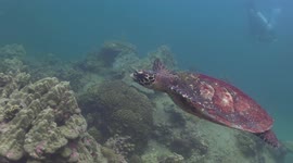 Turtle swimming along and then underneath diver in the Gulf of Thailand