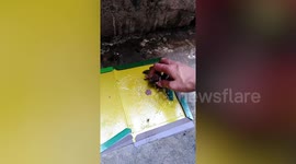 Kind worker saves hapless bird stuck in mouse trap