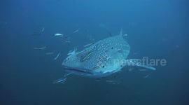 Whale Shark swimming out of the deep blue past diver with remora attached in Thailand
