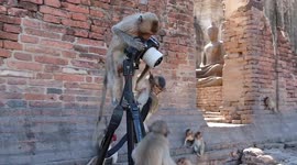 Fun and games and... crash! A monkey camera crew at work in Lopburi, Thailand