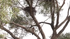 Juvenile Whistling Kites at their nest – perching, watching, preening, calling and eating