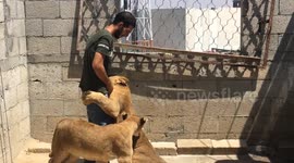 Economic crisis forces Gaza man to give up his two lions