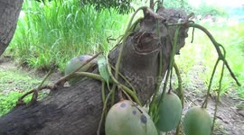 Many bunches of mangoes in a branch that was cut off couple of months ago in South India.