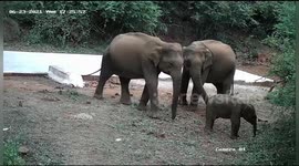 Elephants routine in the wild forest caught on camera in South India.