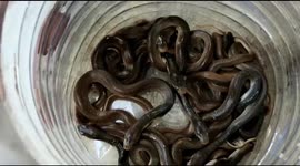 Officials rescue 15 baby cobras from abandoned well in eastern India