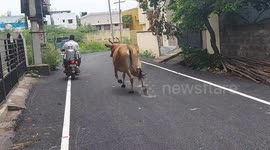 Mama cow chases farmer as he takes newborn calf back to farm by motorbike