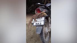 Two monitor lizards sleep on top of motorcycle license plate