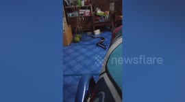 Sunbeam snake couple mates inside resident’s home
