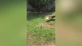 Black swan chases garden’s rotating water sprinkler round in circles