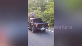 Wild elephant walks over to vehicles on mountain road