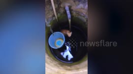 Woman saves pet cat trapped under well using bucket