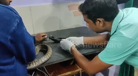 Experts rescue 7-foot rat snake that swallowed child's clothing