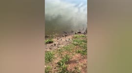 Dramatic moment bird escapes from fish's jaws in Brazil