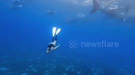 Female diver swims with rarely seen herd of whale sharks in the Philippines