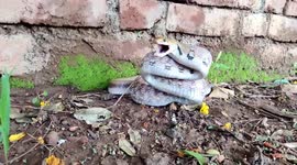 Agitated snake is gently calmed down and relocated by rescuer in India
