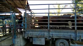 Palestinians work on a cattle and calves farm in Gaza before Eid al-Adha