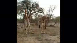 Two male giraffes necking for dominance at Jabulani Safari in South Africa