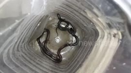 14 Indian Cobra babies retrieved from household in central India
