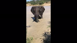 Playful elephant sprays carer with water after swimming in South Africa