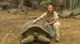 Meet Speed the tortoise, the oldest animal at San Diego Zoo