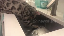Albus the Silver Bengal Cat confused and playing with water in sink