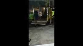 Giant Sacrificial Cow Drops From A Truck In Central Jakarta Indonesia