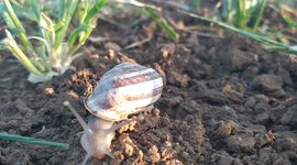 beautiful snail The video shows a beautiful snail in the spring, and the weather is beautiful and calm, and it is walking at a steady pace. It is really a wonderful snail