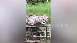 Courageous pet cat rides motorbike's sidecar along rough rural road in Thailand