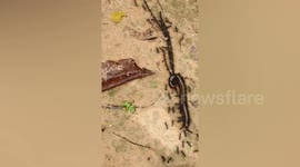 Massive millipede carried by army of ants