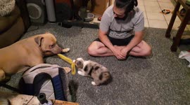Tiny puppy attempts to play tug-of-war with much larger pit bull
