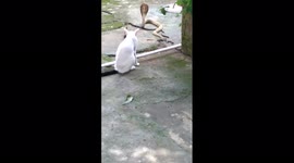 Pet cat gets into tense standoff with deadly cobra in eastern India