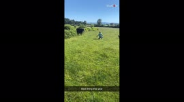 'Tired But Not Retired | Cow Chases Down Man Like a Raging Bull'