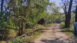 Big Asian Tuskar Elephant Road Crossing