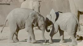 Watch what happens when two elephant calves met each other for first time