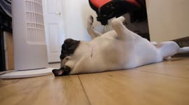 Panting Pug trying to cool down in front of fan as UK gets even hotter