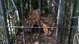 Snarling Sumatran tiger rescued from Indonesian plantation where it terrified workers