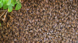 1000s of Bees take up residence on a garden wall in a Leeds suburb