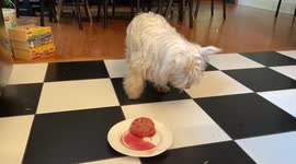 Two adorable dogs eat in extremely different ways…